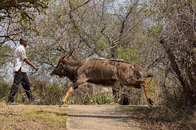 122 Zuid-Afrika, Sabi Sand Game Reserve, nyala.jpg